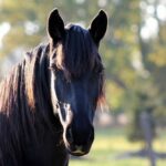 5 Day Mindfulness Meditation Retreat with Horses, South Of France