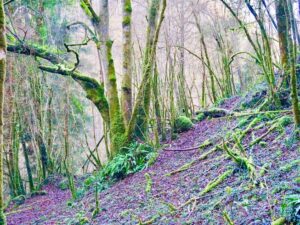 A dense forest with tall trees and a thick layer of moss, while autumn leaves cover the forest floor