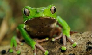 A giant monkey frog, or Phyllomedusa bicolor