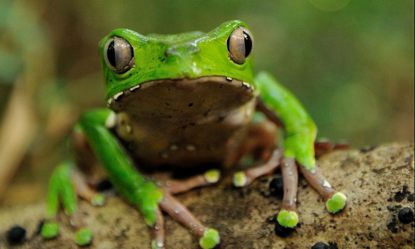 A Kambo green frog