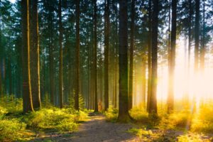 The Black Forest in spring with beautiful bright sunlight rays